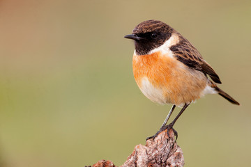 Nice bird on a innkeeper trunk