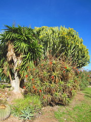aloe palm and cacti in mediterranean garden