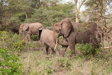Three elephants walk through forest. Lake Manyara National Park, Tanzania, Africa. 
