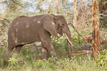Fototapeta premium Adult elephant with big tusks stand in profile near tree trunk. Lake Manyara National Park, Tanzania, Africa. 