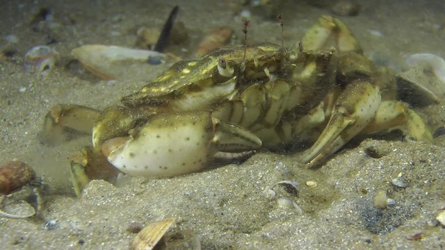 Green crab slowly burrows into sandy ground, close up, front view.
