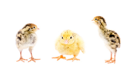 Three little quail chick