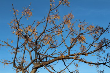 albero del sapone con le caratteristiche bacche