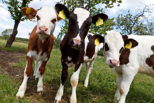 Three young curious cows