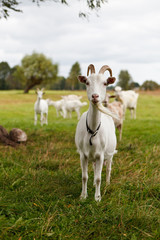 Naklejka na ściany i meble Goat on pasture looking at camera