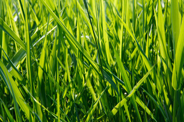 Green grass background
