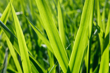 Green grass background