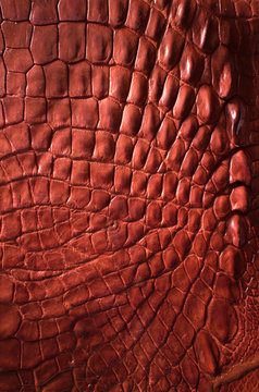 Alligator patterned background