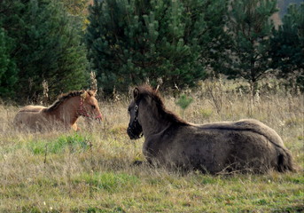 Fototapeta premium Konie