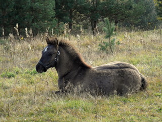 Fototapeta premium Konie