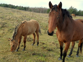 Fototapeta premium Konie