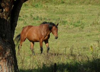 Fototapeta premium Konie