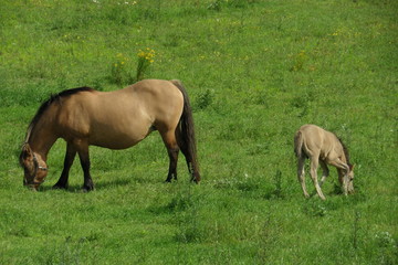 Fototapeta premium Konie