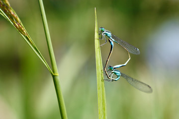 Copulating dragonflies