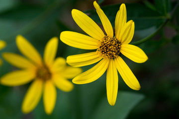 yellow mexican sunflower(Mexican sunflower or Tithonia diversifolia)