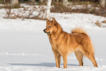 Finnish Spitz on a bright winter day