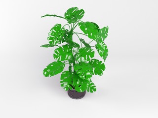 isolated 3d plant