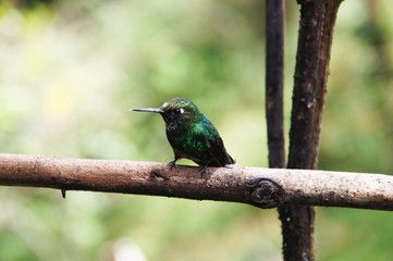 Hummingbird resting