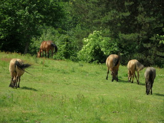 Fototapeta premium Konie