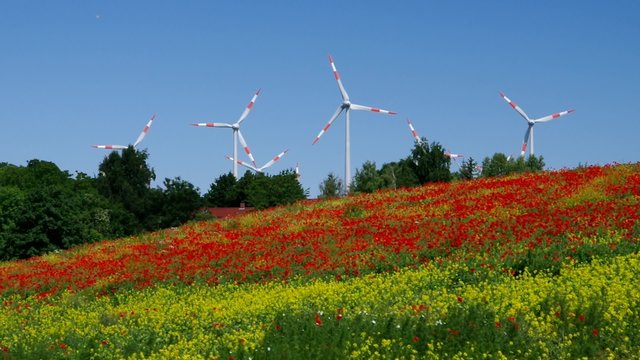 Windrad und Klatschmohn vid 01