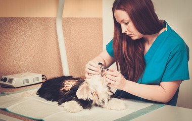 Veterinarian with small dog under anesthesia ready for an operation.