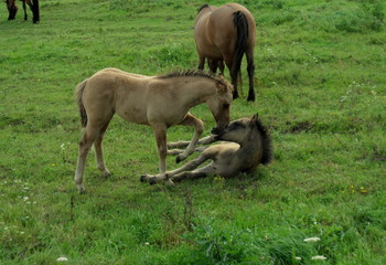 Fototapeta premium Konie