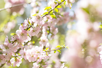 Fototapeta na wymiar Cherry blossoms on a branch in the sunshine. Tonning photo