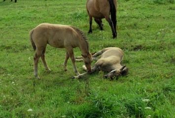 Fototapeta premium Konie