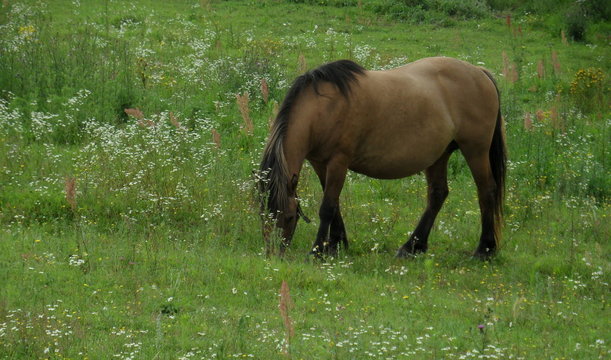Konie