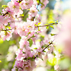 Obraz na płótnie Canvas Cherry blossoms on a branch in the sunshine. Tonning photo