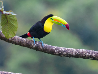 Sitting Pretty...A keel-billed Toucan, also called a rainbow Toucan  waits patiently for his...