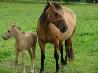 Fototapeta premium Konie