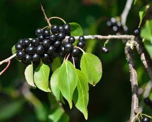 Buckthorn (Rhamnus catharticus). Black berries on a branch with leaves, on thorn bush in the family Rhamnaceae