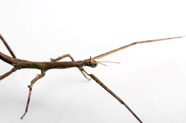 Insecto palo.