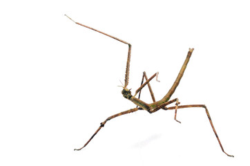 Insecto palo.