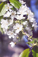 Apple Spring white flowers on a tree branch. Apple tree in bloom. Spring, seasons, time of year. White flowers of Apple tree
