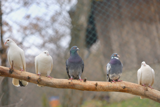 pigeons on tree brunch