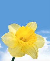 Daffodil.