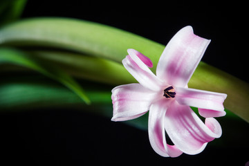 Hyacinth single violet macro flower