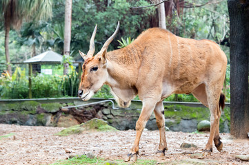 Taurotragus oryx(Eland)