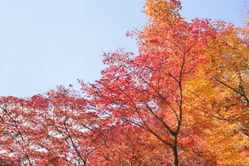 京の紅葉