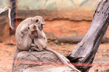 Crab-eating macaque( Macaca fascicularis)