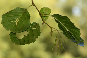 Alder (Alnus glutinosa) with holes in leaves. Foliage showing signs of attack by alder sawfly (Eriocampa ovata)