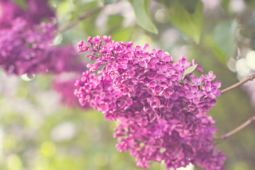 Green branch with spring lilac flowers