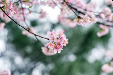 Cherry blossoms