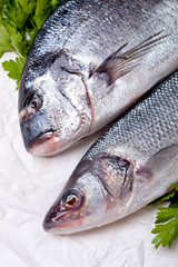 Raw dorado and sea bass
