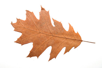 Dry autumn oak leaf on  over white