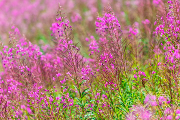 Fluffy pink fireweed flowers