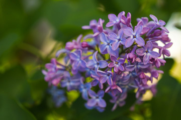 bunch of purple lilacs in spring