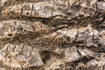 old dry palm tree rind texture